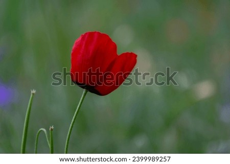 red poppy flower against blue sky . High quality photo
