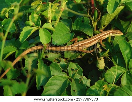 Photo of a cute and unique little brown lizard with brown color and is on top of the leaves