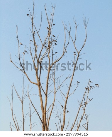 Photo of a unique colony of birds perched on a dry tree branch 