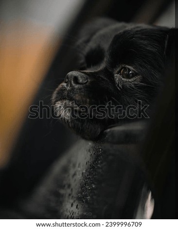 Cute dog in black colour