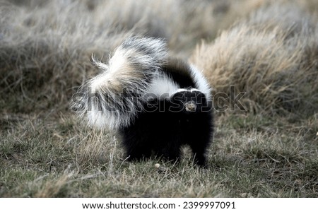 skunk in defensive position watching at the camera