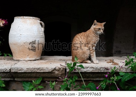 Ginger cat is sitting next to the old clay jug.