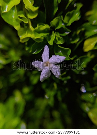 Small white flower on green bush after rain  Royalty-Free Stock Photo #2399999131