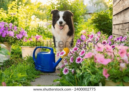Outdoor portrait of cute dog border collie with watering can in garden background. Funny puppy dog as gardener fetching watering can for irrigation. Gardening and agriculture concept Royalty-Free Stock Photo #2400002775