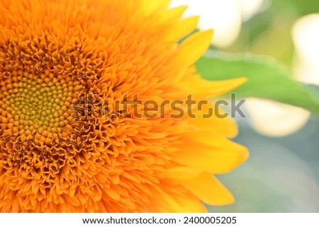 macro yellow sunflower heads flowers, sunflower flowers close-up, sunflower flowers on a green background, background, back, green part of a sunflower