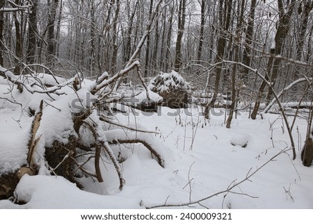 Trees lying on the ground are uprooted in a snowy f