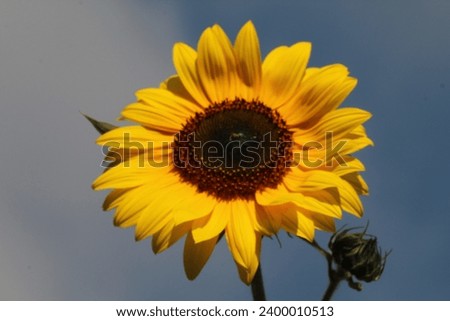 Close-up of sunflower flowers in France. Photo of yellow sunflower on sky blue background. Sunflower harvest time.