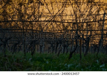 Grape plantations in Trentino Alto Adige dry during the winter