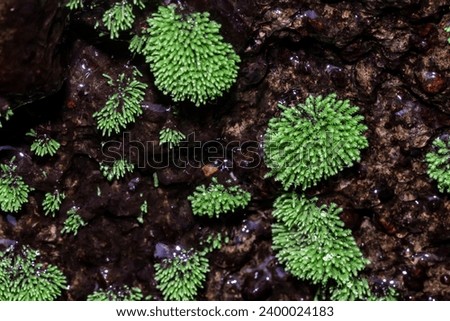 Leaf mosses or true mosses are plants that belong to the Bryophyta sensu stricto or Musci division, malang, december 6, 2023 Royalty-Free Stock Photo #2400024183
