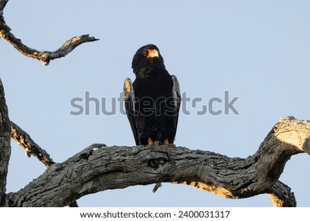  Birds in African national parks (Botswana, Zambia, Namibia, South Africa, Zimbabwe)