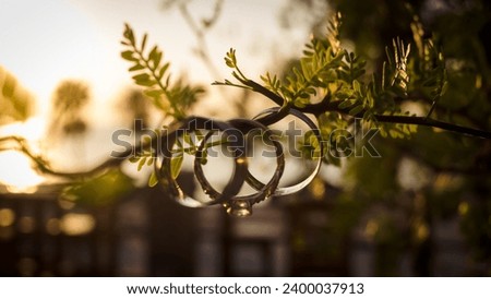"These elegant wedding rings delicately rest amidst a natural tapestry of flowers and leaves, symbolizing the union of eternal love surrounded by the beauty of nature. Fresh blooms and green leaves ac