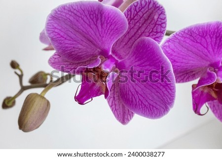 Pink orchids flowers on white background, close up. A bloom phalaenopsis orchid for publication, poster, calendar, post, screensaver, wallpaper, postcard, cover, website. High quality photography