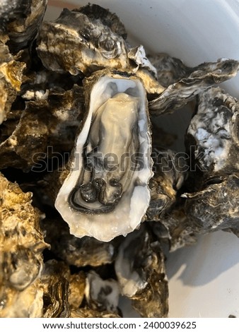 Fresh oysters, soft texture, sweet and juicy taste.