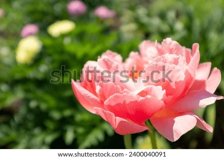 A single pink peony bud on blurred flower background for publication, poster, calendar, post, screensaver, wallpaper, postcard, banner, cover. High quality photography
