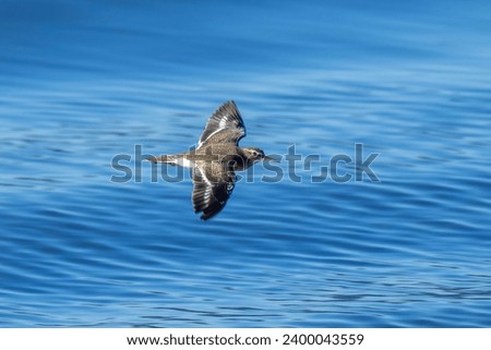 Sandpiper (Isoshigi) is flying elegantly over the blue water surface
