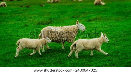 Mother sheep and 2 baby lamps in in the lush green Scottish highlands Royalty-Free Stock Photo #2400047025