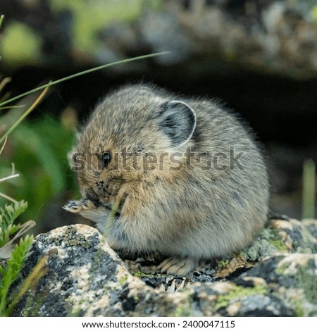 Small Pika Licking Front Paw in Alpine Tundra of Rocky Mountain National Park Royalty-Free Stock Photo #2400047115