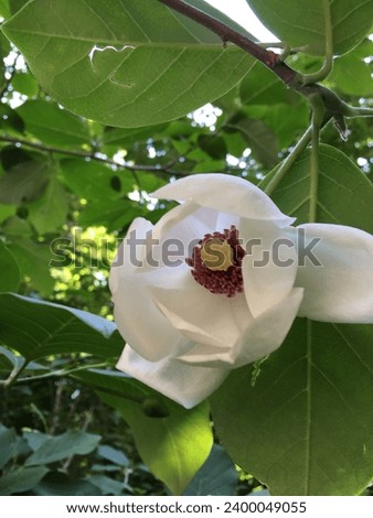 Magnolia sieboldii K,Magnolia sieboldii K. Koch,closeup, color, korean mountain magnolia, gardening, flowering tree, spring, flora, botany, summer, flora of japan, flora of china, beautiful, tree, 