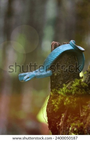 blue viper snake, coiled on a tree in the sun in the forest