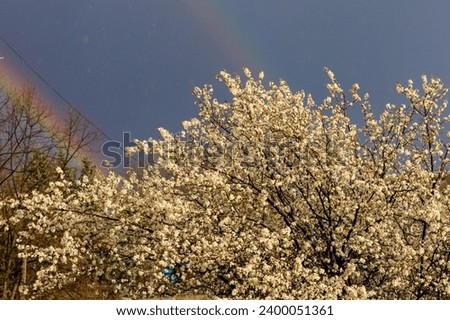 Crown of a flowering fruit tree against the backdrop of a rainbow in early spring with selective focus. Spring background with copy space