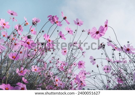 Vintage photo of flower in the garden with retro filter effect style for soft background. Abstract Cosmos flowers in pastel background. Nature and environment concept. Soft pastel tone color style.
