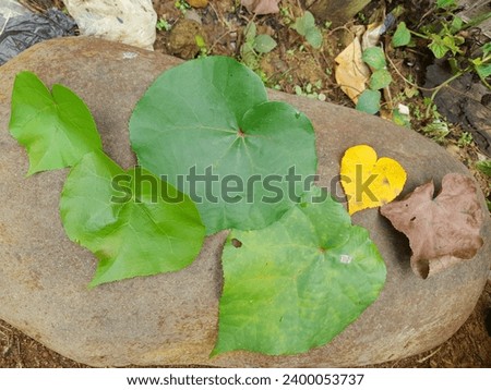Leaf life cycle from green leaves to dry leaves