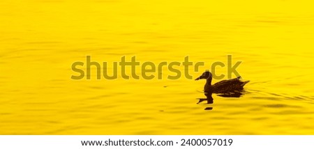 Watch the ducks swimming peacefully in the serene river. Enjoy the calm setting sun as it creates a beautiful backdrop. Relax to unwind and find inner peace. Royalty-Free Stock Photo #2400057019