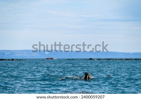 Atlantic walrus peaking it’s head out of the Arctic Ocean looking at tourists on the beach at Kapp Lee, Svalbard
