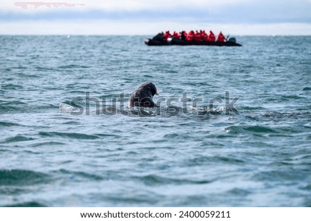 Atlantic walrus peaking it’s head out of the Arctic Ocean looking at a rubber boat full of tourists, off the beach at Kapp Lee, Svalbard
