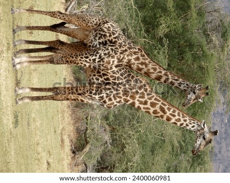 Two tall giraffes standing together on savanna, National Park,Tanzania
