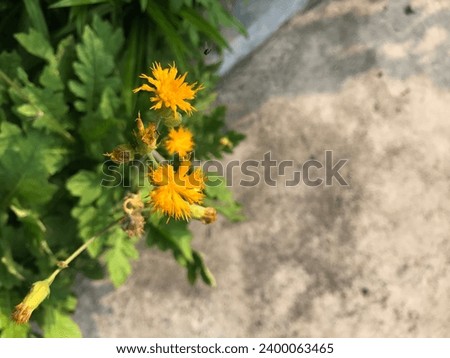 Ground mustard flower or daun dewa flower. Nasturtium montanum growing wild in the garden