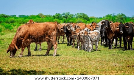 Herd of american brahma cows grazing in a pasture. Royalty-Free Stock Photo #2400067071