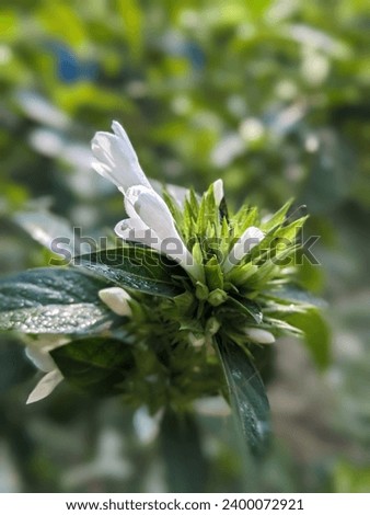 white potrait flower with green leaf photography 