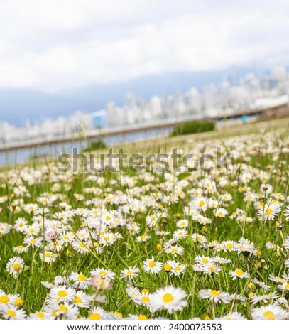 Field of daisies, Vancouver skyline out of focus in the background