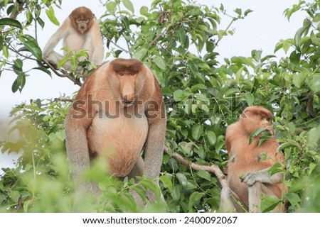 Proboscis monkey
The International Union for the Conservation of Nature (IUCN) places the proboscis monkey as an endangered species. Royalty-Free Stock Photo #2400092067