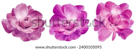 Set  purple  peonies  flowers   on white isolated background with clipping path. Closeup..  Nature. 