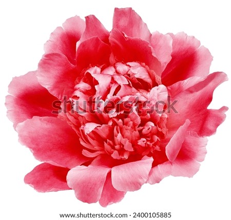 Red  peony flower  on white isolated background with clipping path. Closeup. For design. Nature. 