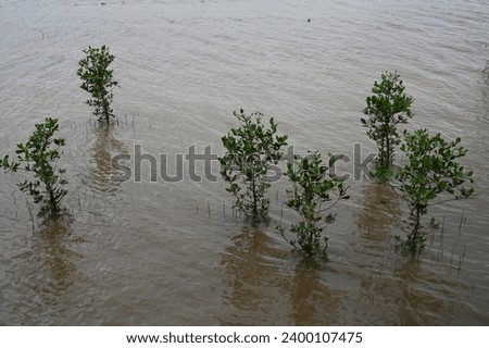 Young Mangrove Trees Planted by the Bay
