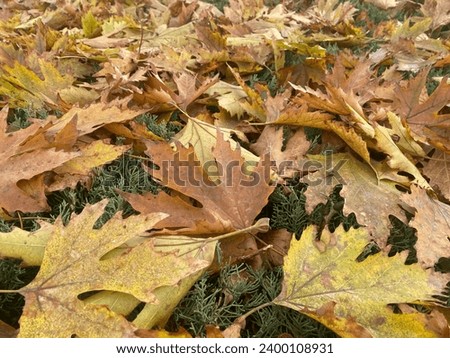 Beautiful autumn leaves on surface