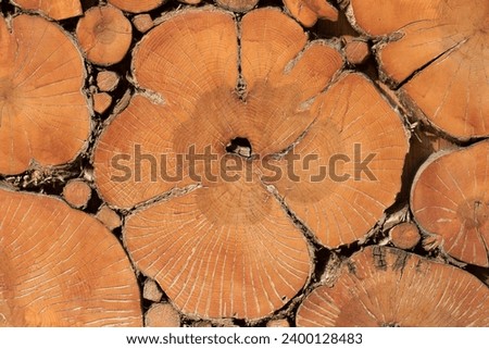 Wooden wall coated with cut oriental plane (Platanus orientalis) tree timbers