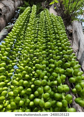 Kolang kaling or Aren fruit, Indonesian forest fruit.  the fruit of a palm tree, picture taken from below of tree by celullar
