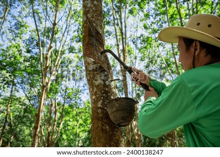 A Rubber trees and plastic bowls in a rubber plantation. A rubber technician expertly tapping rubber trees to collect their precious latex. Royalty-Free Stock Photo #2400138247