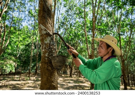 A Rubber trees and plastic bowls in a rubber plantation. A rubber technician expertly tapping rubber trees to collect their precious latex. Royalty-Free Stock Photo #2400138253