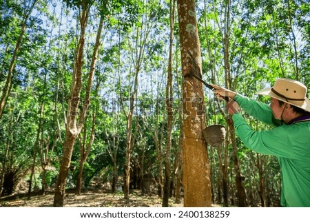 A Rubber trees and plastic bowls in a rubber plantation. A rubber technician expertly tapping rubber trees to collect their precious latex. Royalty-Free Stock Photo #2400138259