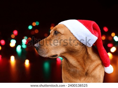 Dog with Santa hat isolated in front of a bokeh background of Christmas lights. Christmas card with copy space.