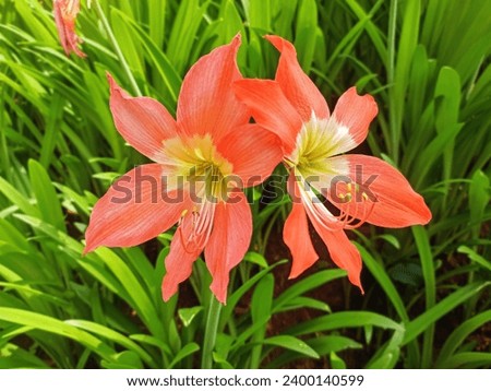 The amaryllis flower, which means splendor or sparkling, is a popular ornamental plant today. This plant has various types and colors that we can find in the garden or planted in pots.