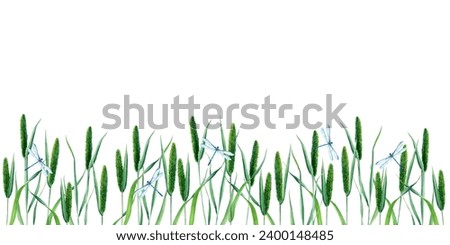 Banner, border with Timothy grass or cat tail grass and blue dragonflies, damselflies. Hand drawn botanical watercolor illustration isolated on white background. For clip art cards label package