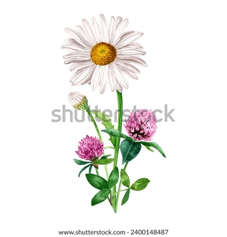 Composition, bouquet with white herb daisy, chamomile and red clover. Hand drawn botanical watercolor illustration isolated on white background. For clip art cards label package invitation