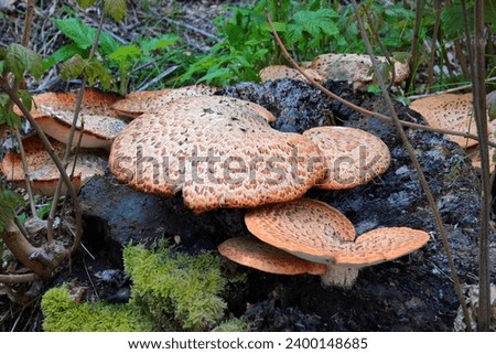 Cerioporus squamosus, commonly known as Dryad's saddle or Pheasant's back fungus on a tree Royalty-Free Stock Photo #2400148685
