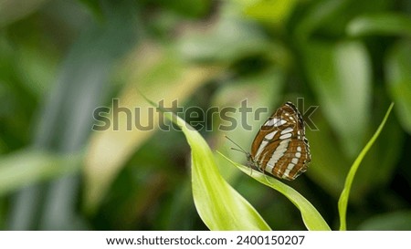 Butterfly on green leaf, nature blur background. Copy space.